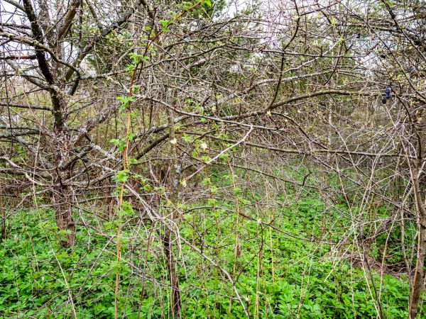 Underbrush Clearing in Lancaster