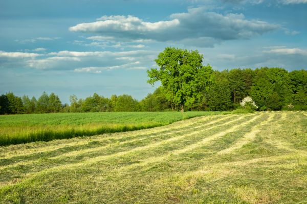 Cost of Vegetation Removal in Lancaster