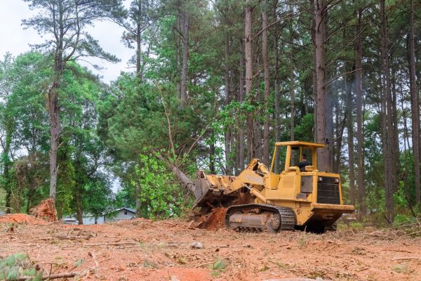 Forest Thinning in Lancaster