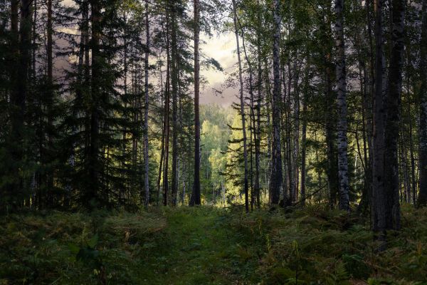 Cost of Pine Tree Clearing in Lancaster